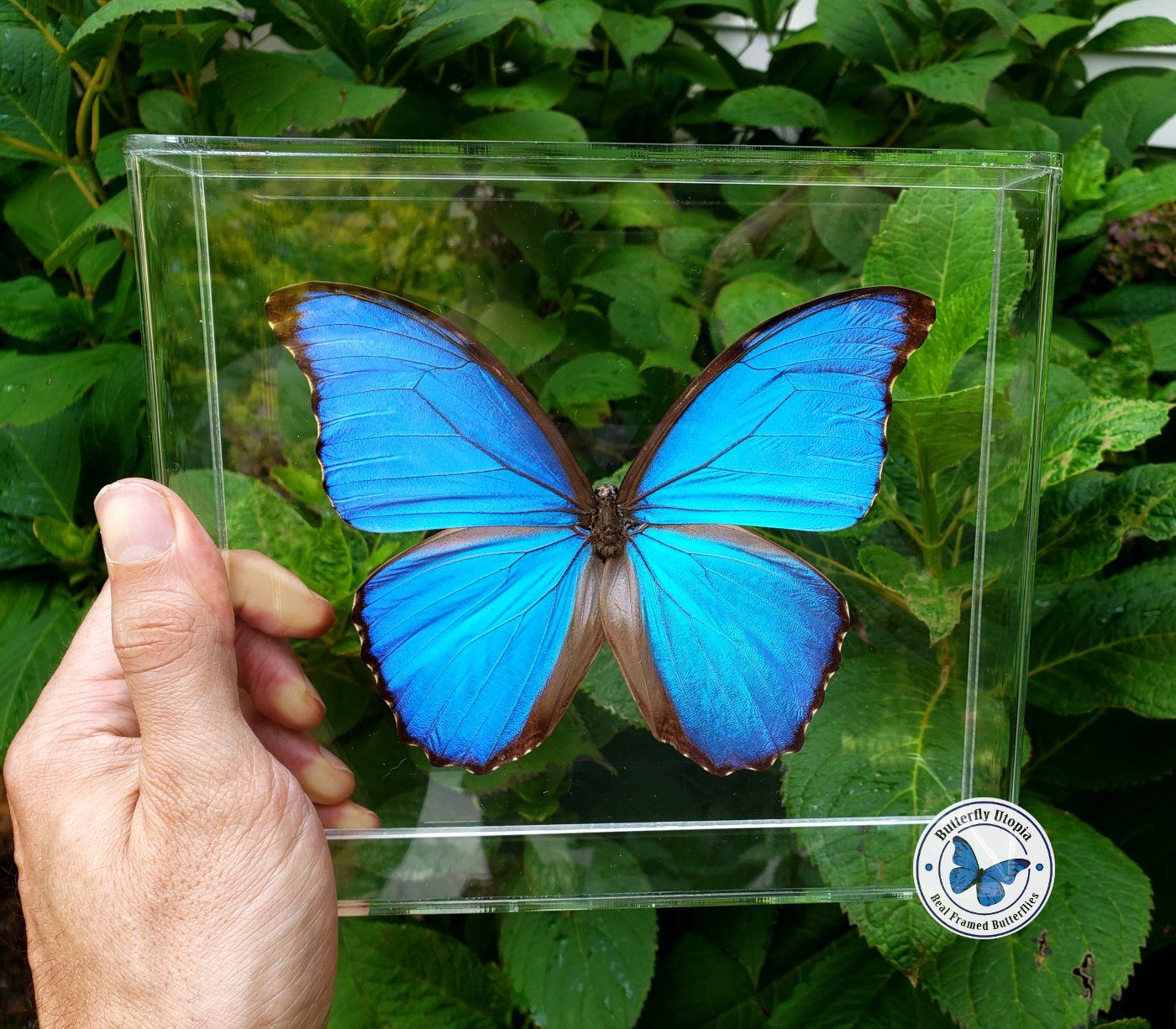 Framed Real Blue Morpho Didius Butterfly- 8x7 Acrylic Frame