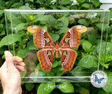 female attacus atlas moth