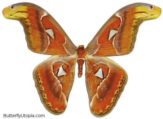 Giant Atlas Moth