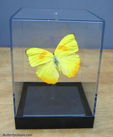 Orange Phoebis Philea Butterfly