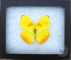 Framed Yellow Phoebis Butterfly