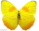 Phoebis Philea Butterfly