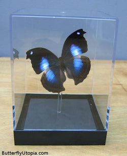 Napeocles Jucunda Butterfly