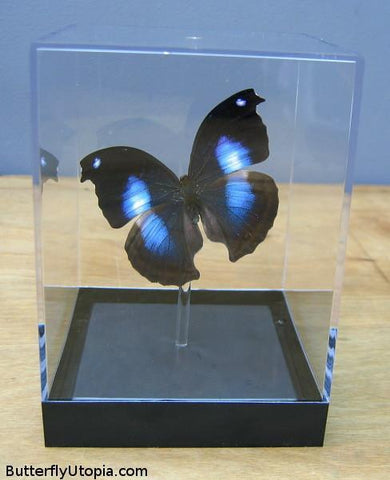 Napeocles Jucunda Butterfly