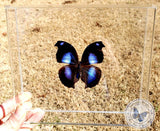 Framed Blue Hookwing Butterfly