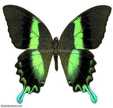 Majestic Green Papilio Blumei Butterfly