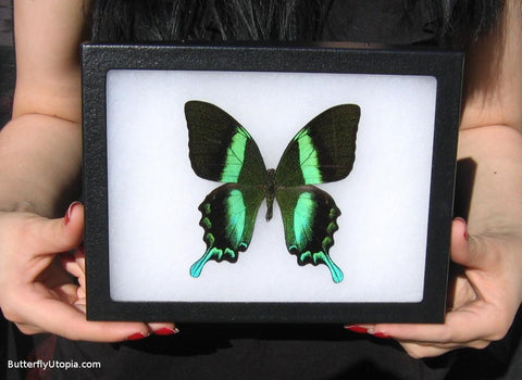 Majestic Green Swallowtail Butterfly