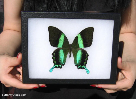 majestic green swallowtail papilio blumei bargain quality