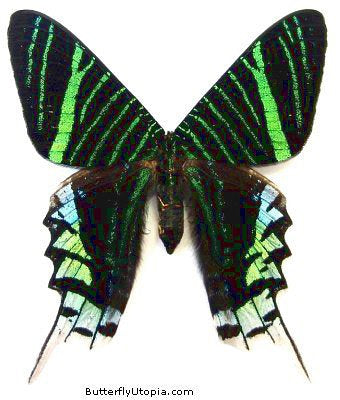Green Page Moth (Urania leilus)  - unspread (wings closed)