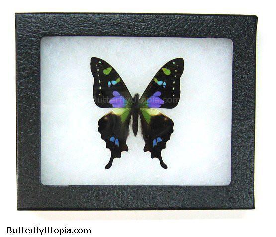 Purple Spotted Swallowtail Butterfly