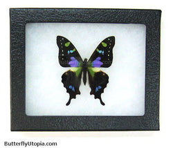 purple spotted swallowtail butterfly bargain quality