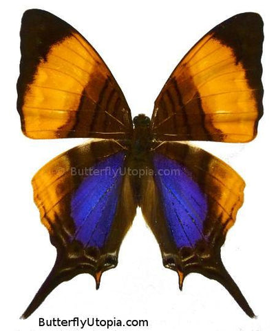 Marpesia Marcella Butterfly