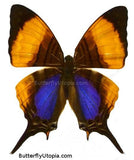 Violet Daggerwing Butterfly