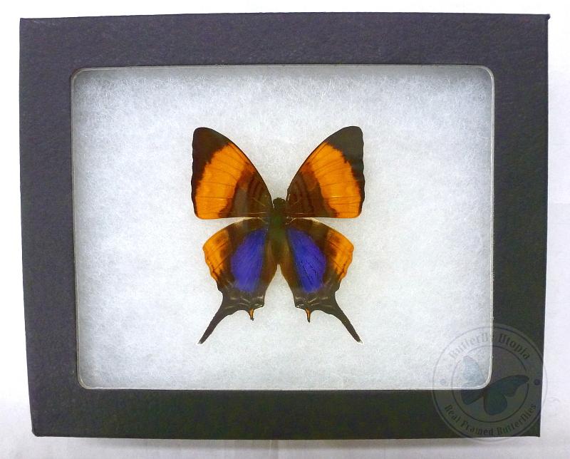 Marpesia marcella