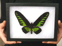 Rajah Brookes Birdwing Butterfly