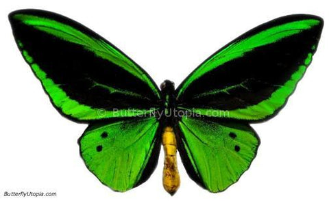 Green Ornithoptera Priamus Poseidon Teucrus Butterfly