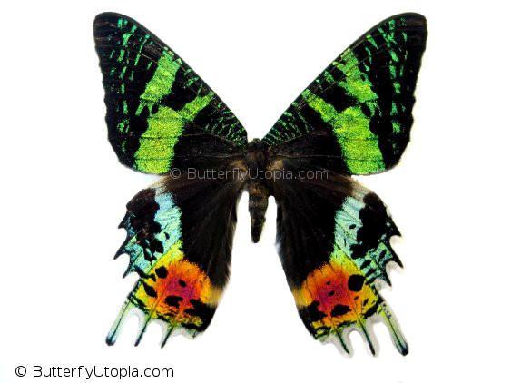 Sunset Moth Large