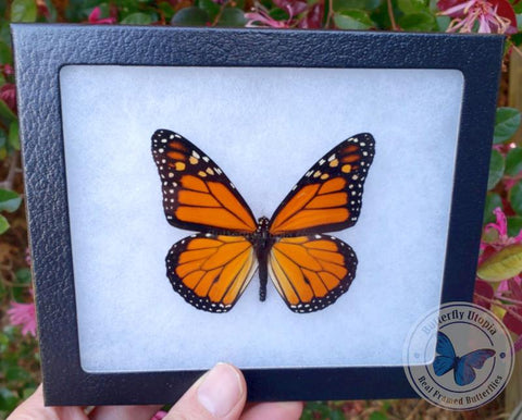 framed monarch butterfly