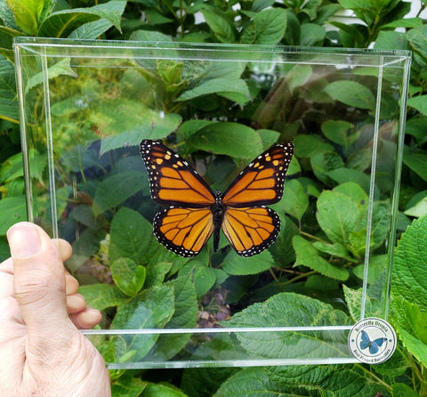 Monarch Butterfly Collection Framed Butterflies Danaus Plexippus Set Of Four