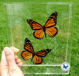 framed monarchs