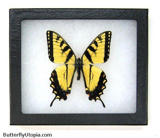 Tiger Swallowtail Butterfly