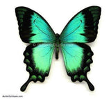 Radiant Swallowtail Butterfly