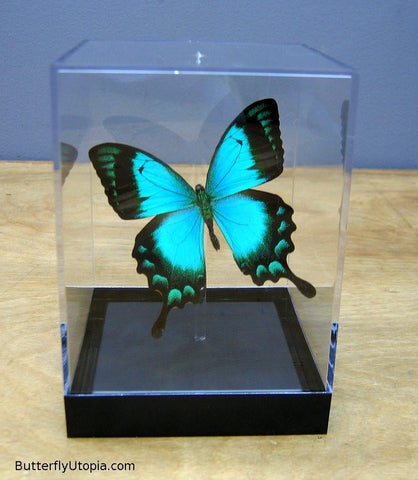 Papilio Lorquinianus Butterfly