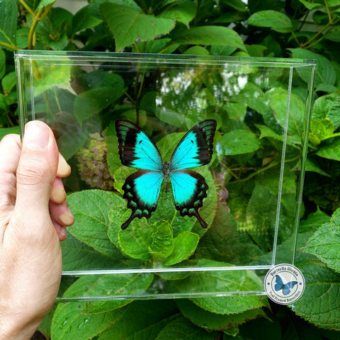aqua blue green butterfly