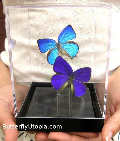 Custom Pair Butterflies