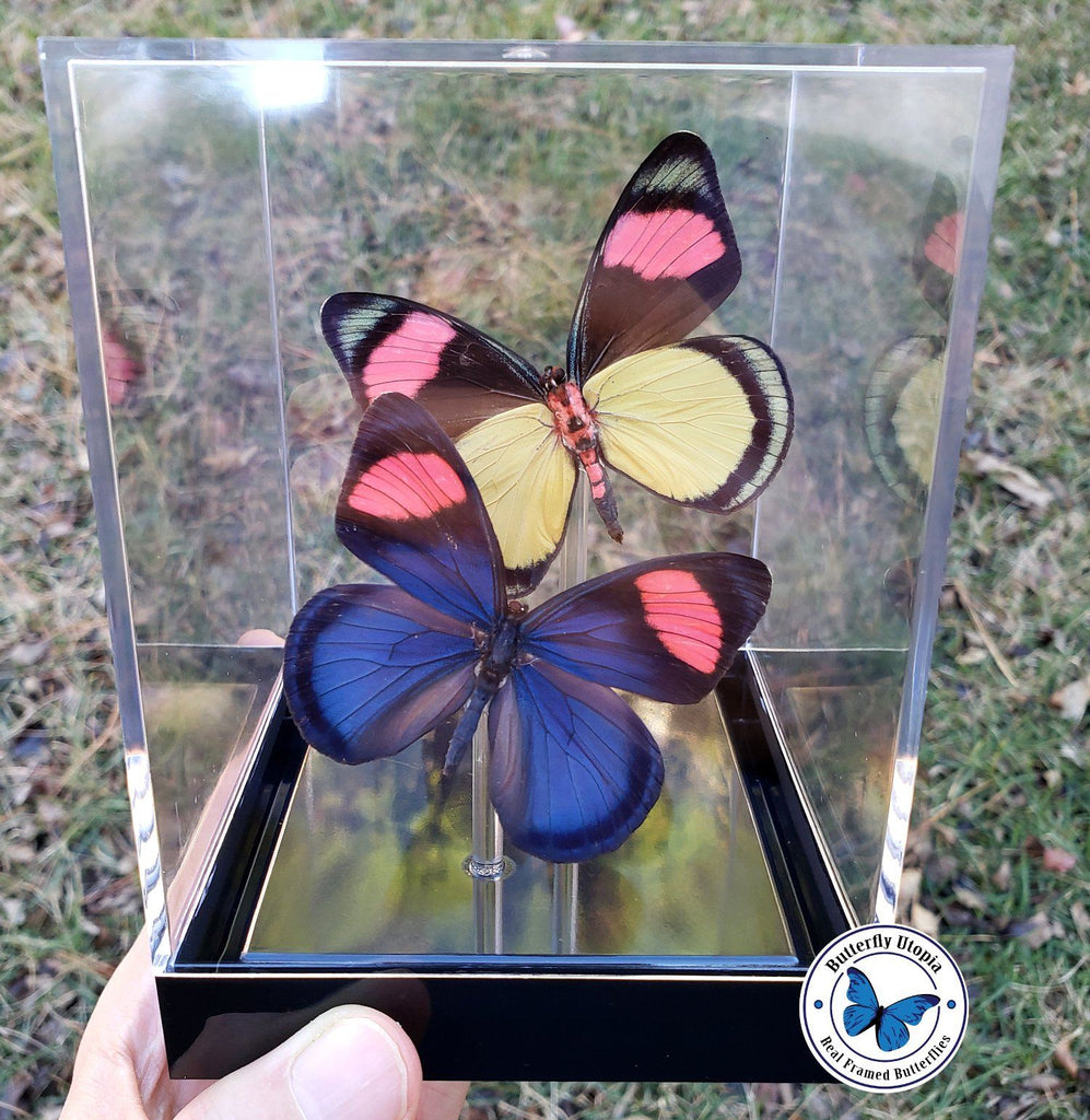 Batesia hypochlora framed pink butterfly