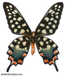 Pharmacophagus Papilio Antenor Butterfly