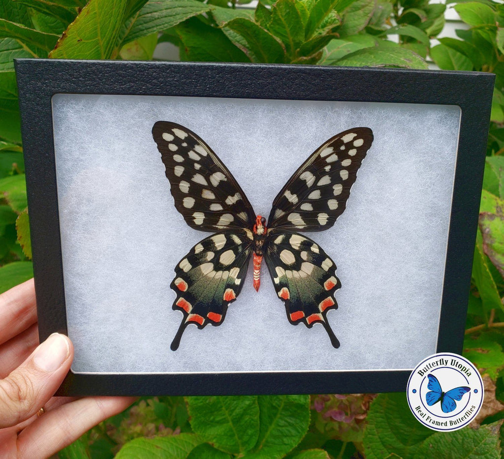 papilio antenor