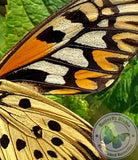 african butterfly closeup