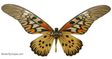 Giant African Glider Butterfly