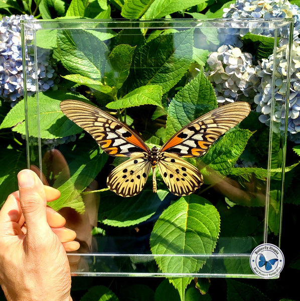 187C-papilio-antimachus-
