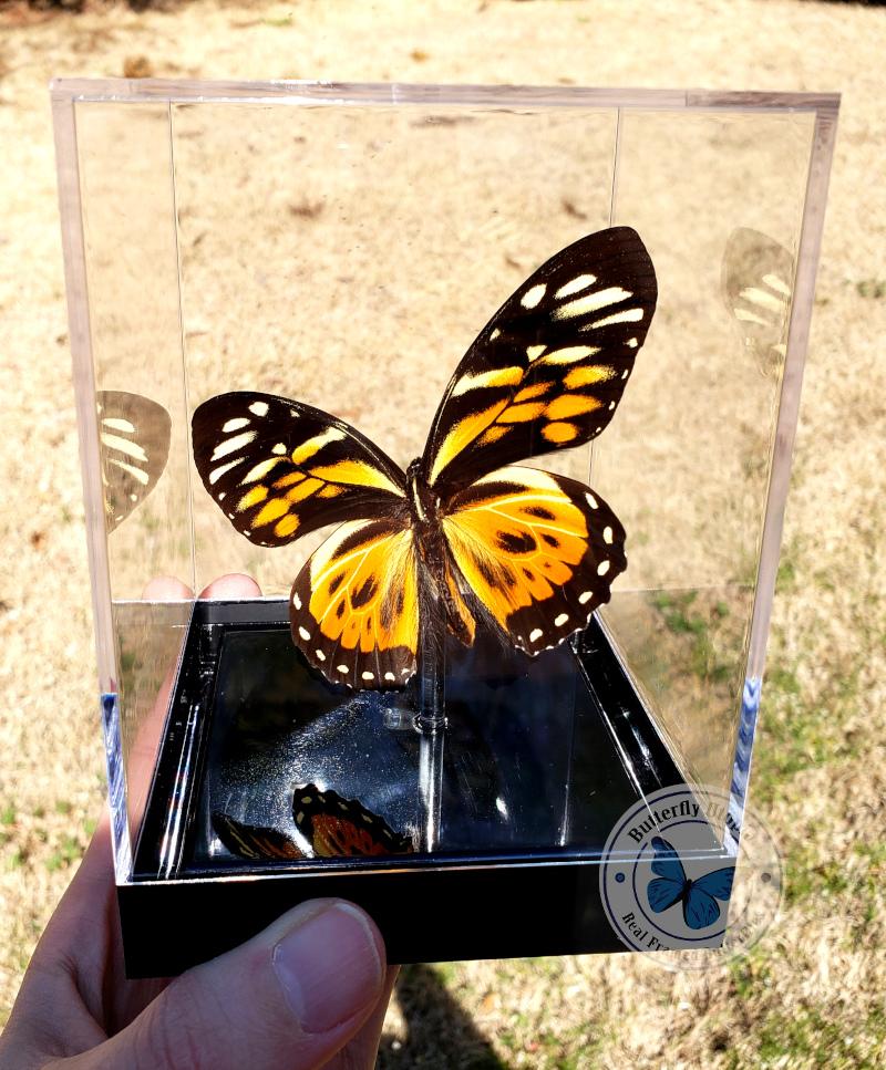 Papilio zagreus