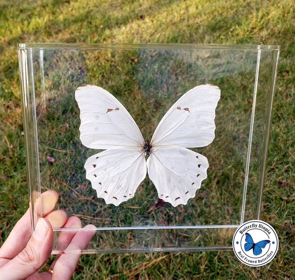 white morpho polyphemus