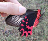 Vampire Butterflies Pair - 3D Acrylic Frame
