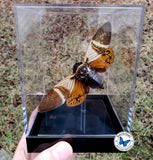 Framed Real Cicada