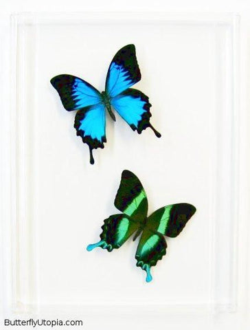 Blue Green Swallowtails Butterflies