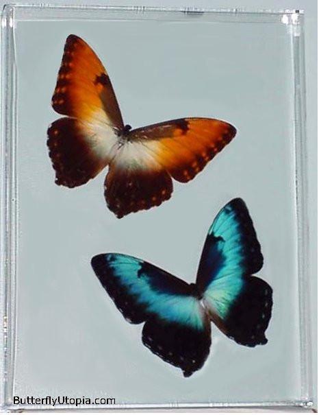 Incredible Butterflies
