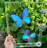 real blue morpho butterflies