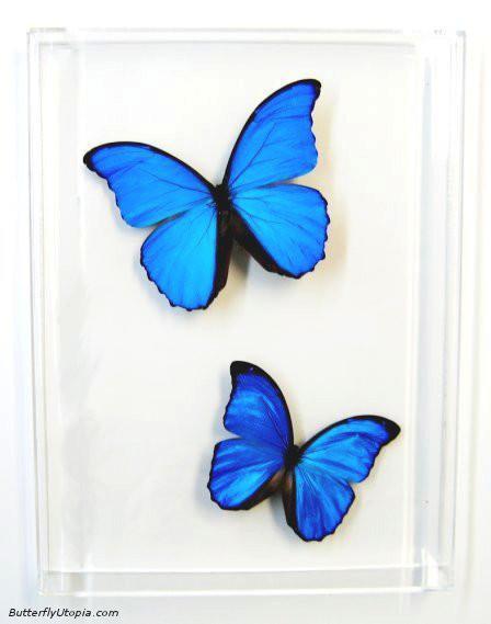 Centerpieces Moving - battery- Morpho Butterfly