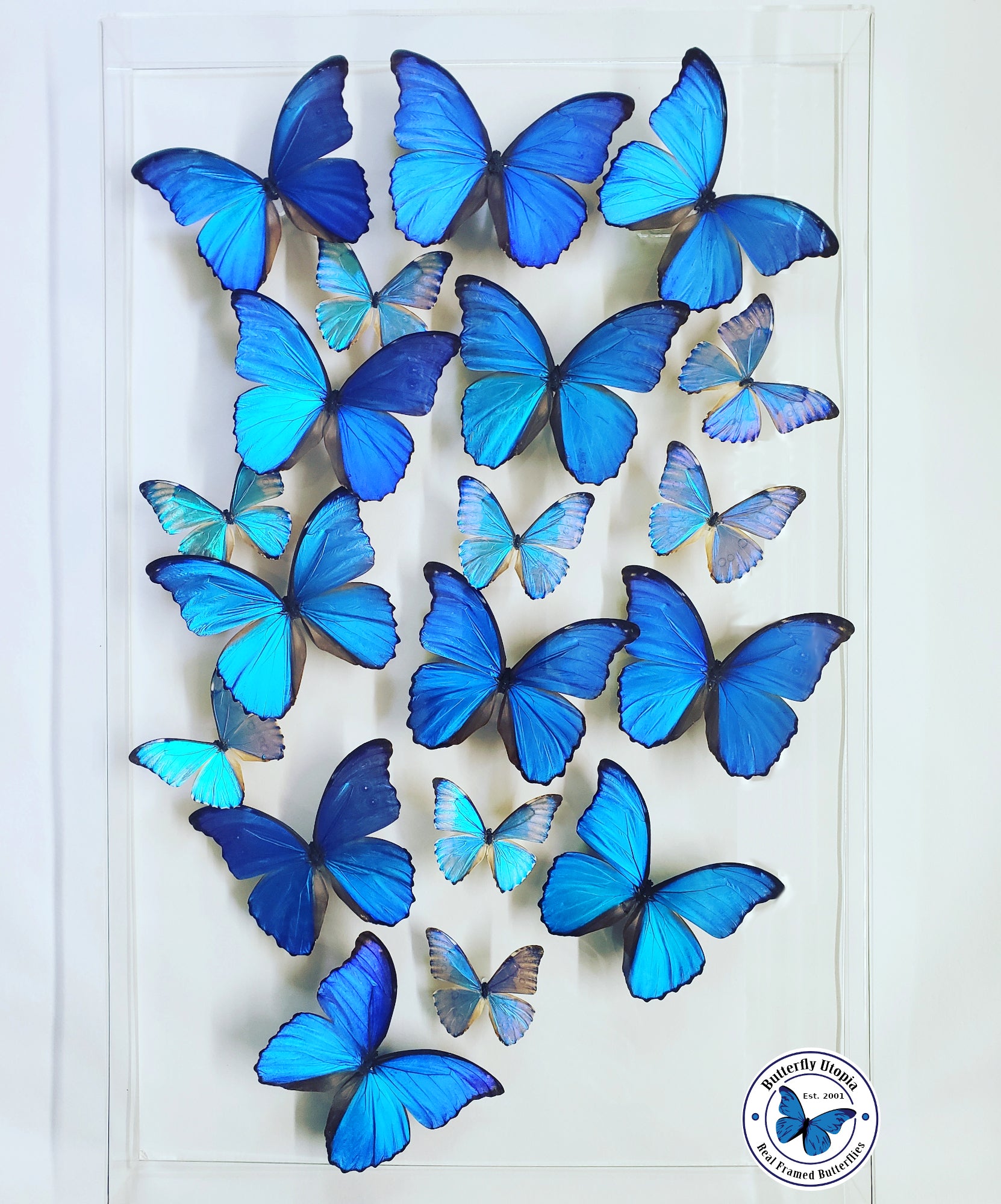 Flight of the Blue Morphos - 18x28 - 3D Acrylic Frame – Butterfly