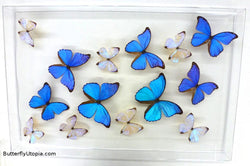 Blue Pearls Flight Butterflies