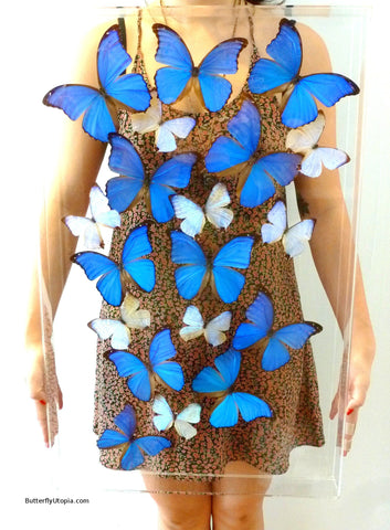 Supreme Blue Butterflies