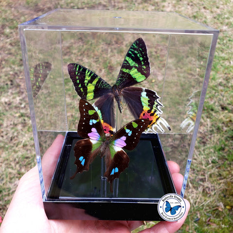 framed exotic butterflies