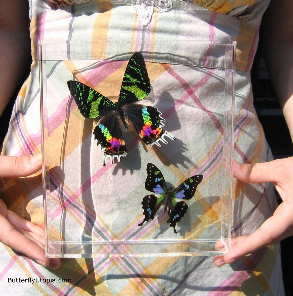 Eight Tails Gorgeous Butterflies