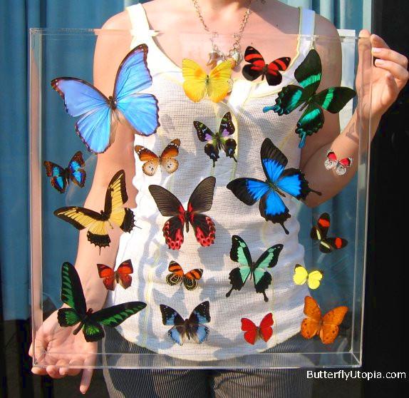 ファブリック　フォトフレーム　ちょうちょ Large Square Butterfly Frame - real butterflies! – Butterfly Utopia