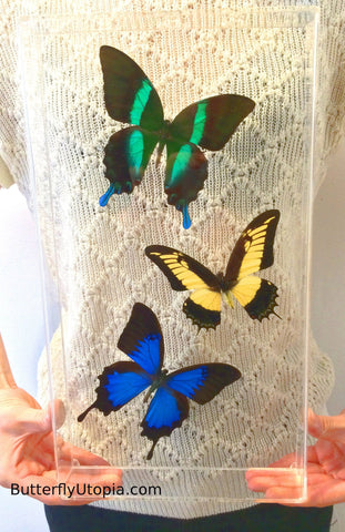 Custom Three Large Butterflies